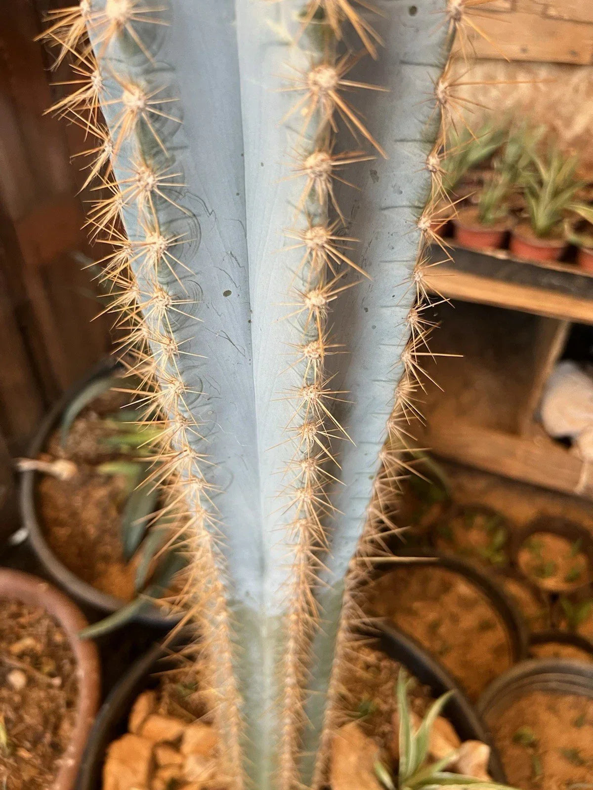 Pilosocereus Cactus Cutting 12" Chunky Succulent for Indoor Outdoor Decor, Easy Care, Pilosocereus spp.