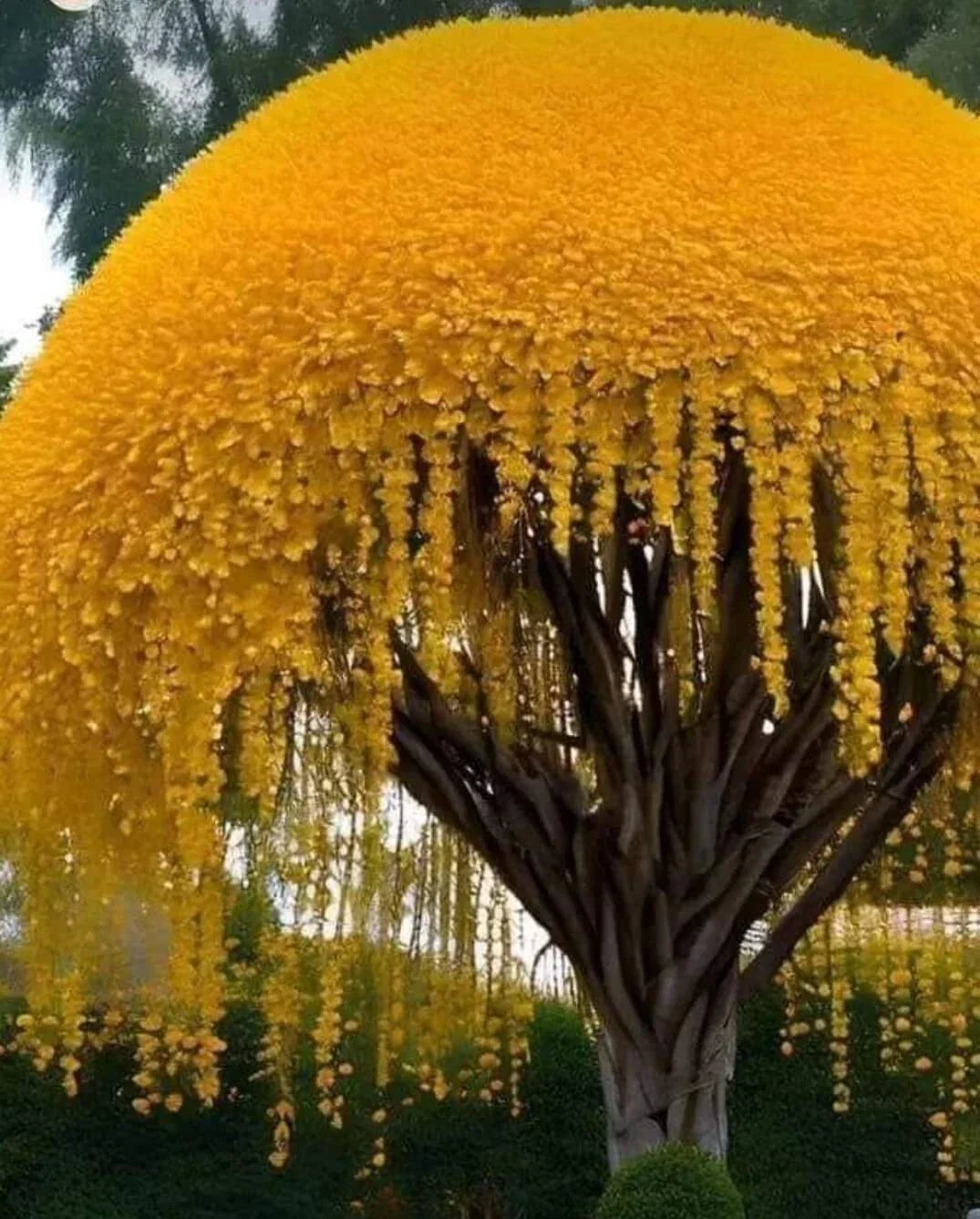 Golden Shower Tree Seeds Cassia fistula Tropical Flowering Plant with Yellow Blooms, 30 Seeds