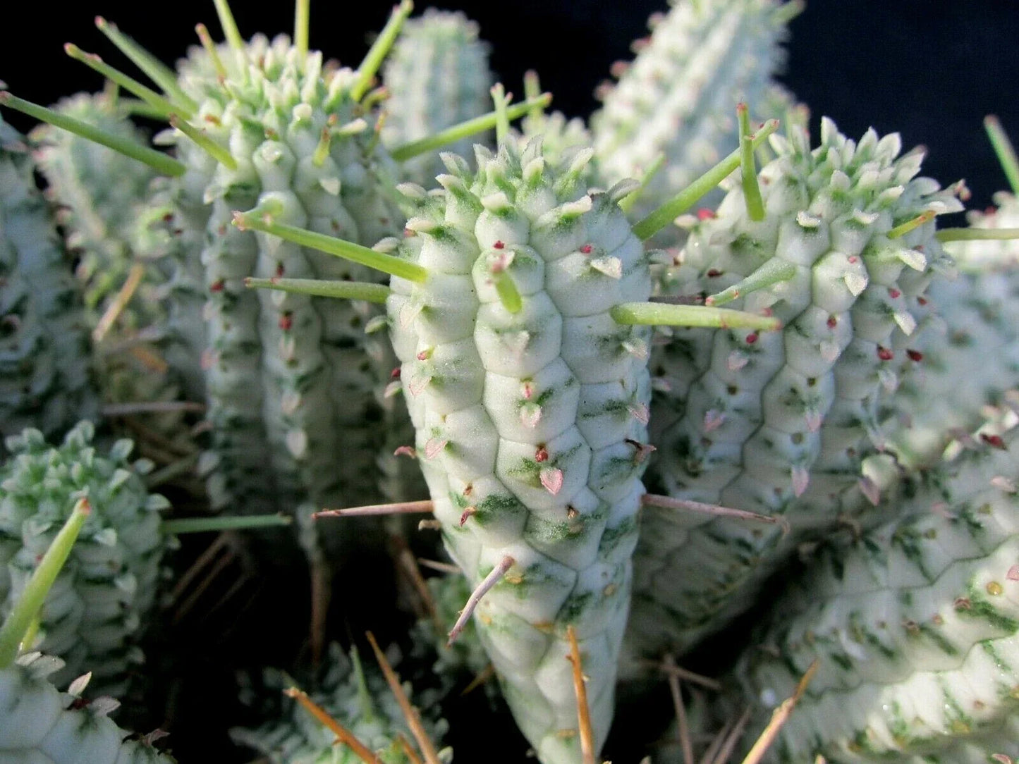 Euphorbia Mammillaris Variegated Cuttings – Indian Corn Cob Cacti Succulents – 2 Pieces for Planting & Propagation