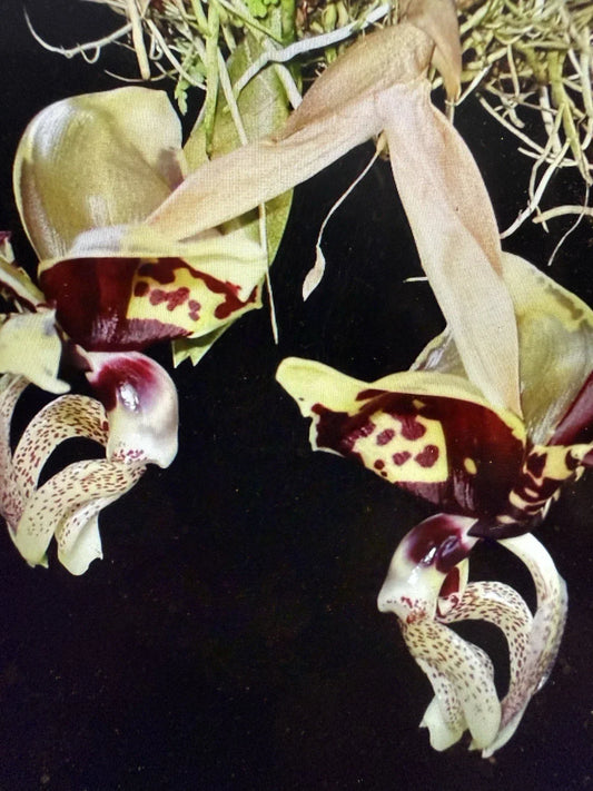 Orchid Plant Bare Root 2 Bulbs Stan Oculata Exotic Flowering Houseplant for Home Decor
