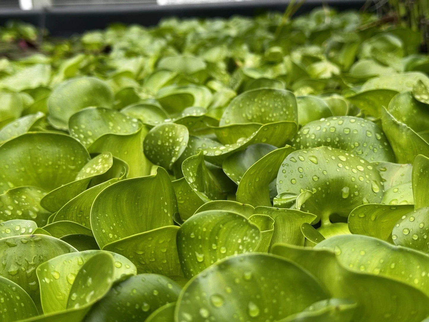 Bundle of 20 Live Water Hyacinth Plants - Eichhornia crassipes - Aquatic Pond Decor & Water Garden Plants