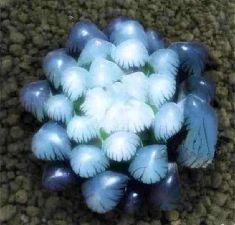 Blue Succulent Seeds - 50 Pack, Echeveria spp., Indoor Mini Cactus for Gardening & Home Decor