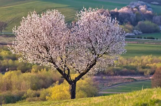 Organic Sweet Cherry Tree Seeds - 20 Pack Prunus avium Heirloom Variety for Home Garden, Container Growing, Non-GMO, Free Shipping