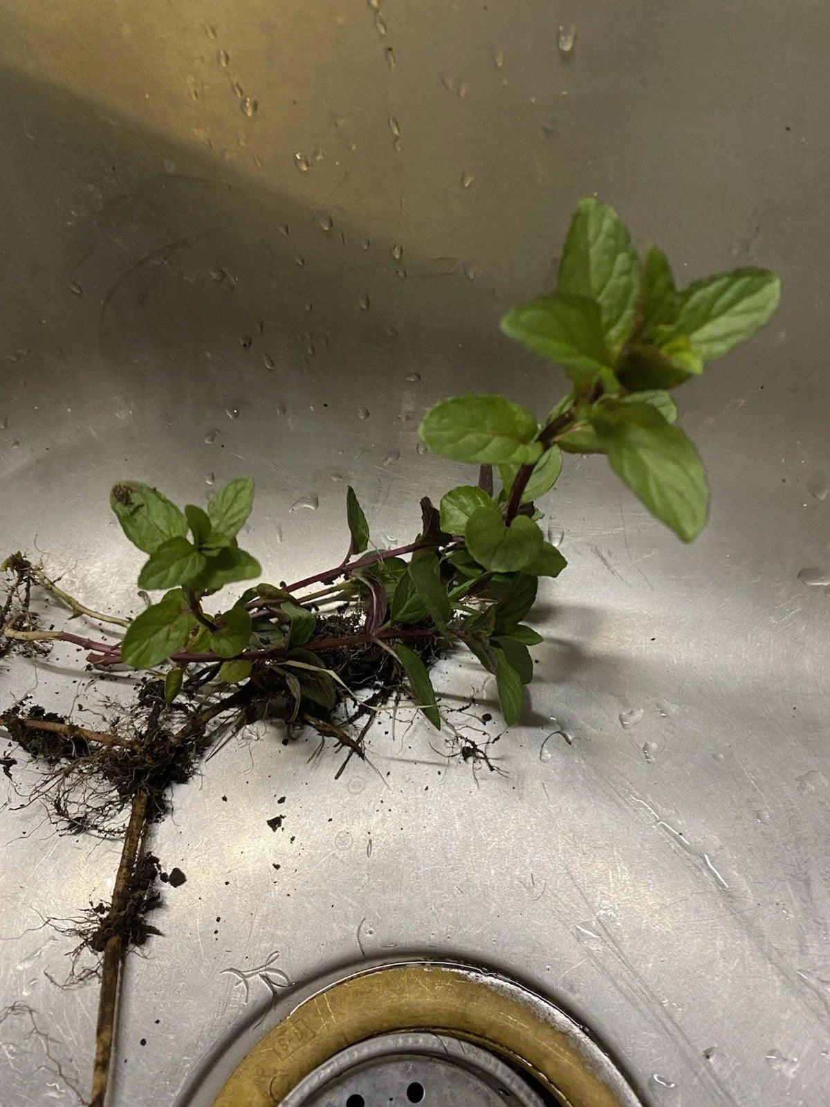 Chocolate Mint Plant Roots - Mentha × piperita 'Chocolate' - 4 Pack Perennial Herb for Garden, Patio, or Container