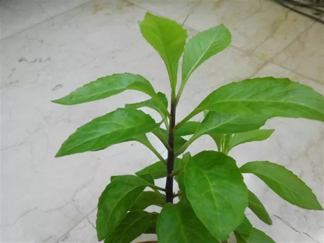 Longevity Spinach Starter Plant - Gynura Procumbens - Nutrient-Rich Greenery for Container Gardening - Local Pickup Only