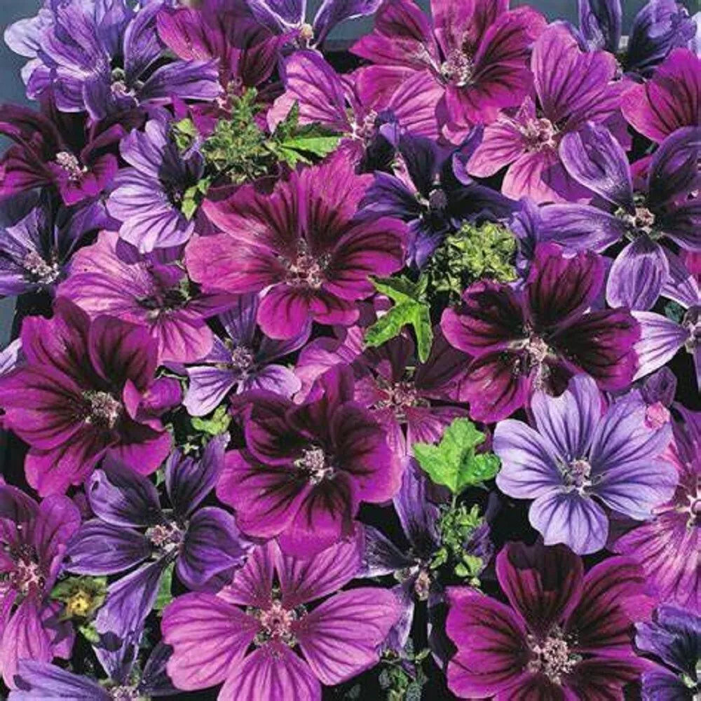 Hollyhock Seeds - 25 Merlin Purple Perennial Flower Seeds - Alcea rosea 'Merlin Purple' for Borders & Gardens