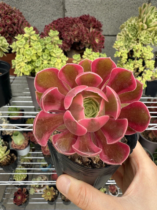 Live Succulent Plant 2.5” Pink Witch Echeveria 'Pink Witch' Rooted Cutting for Home Decor & Gardening