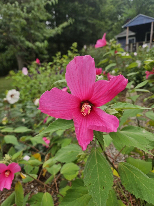 Hardy Pink Hibiscus Bare Root Plant - Hibiscus moscheutos - Perennial Flowering Plant for Gardens and Borders