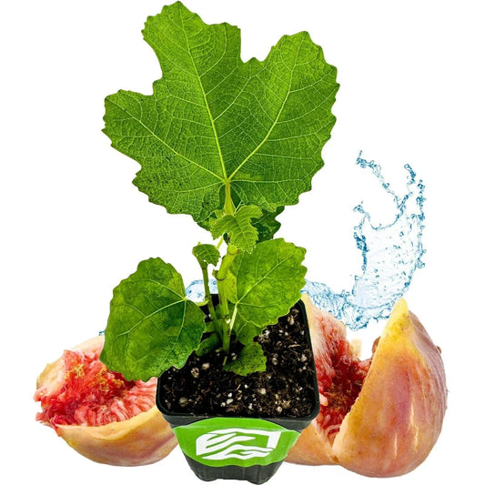 LSU Gold Fig Tree Live Plant Ficus carica Fruit-Bearing Edible Fig for Garden or Patio