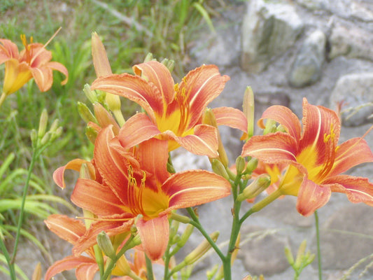Orange Fulva Daylily Bare Root Plants – Hemerocallis fulva – 45 Pack Perennial Flowers for Garden Landscaping