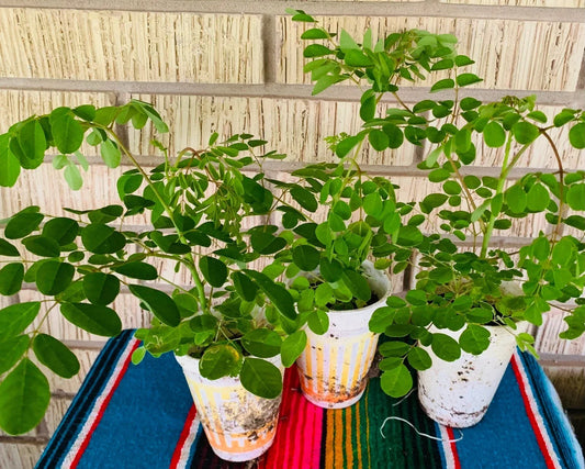 Moringa Oleifera Plant – 2 Potted Edible Leaf Trees – Organic Superfood Tree – Nutritious, Versatile, Indoor & Garden Growth