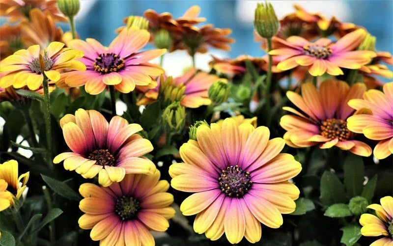 Cape Daisy Seeds - 200+ Pink & Yellow Osteospermum Annual Flower Seeds for Garden, Borders, Containers