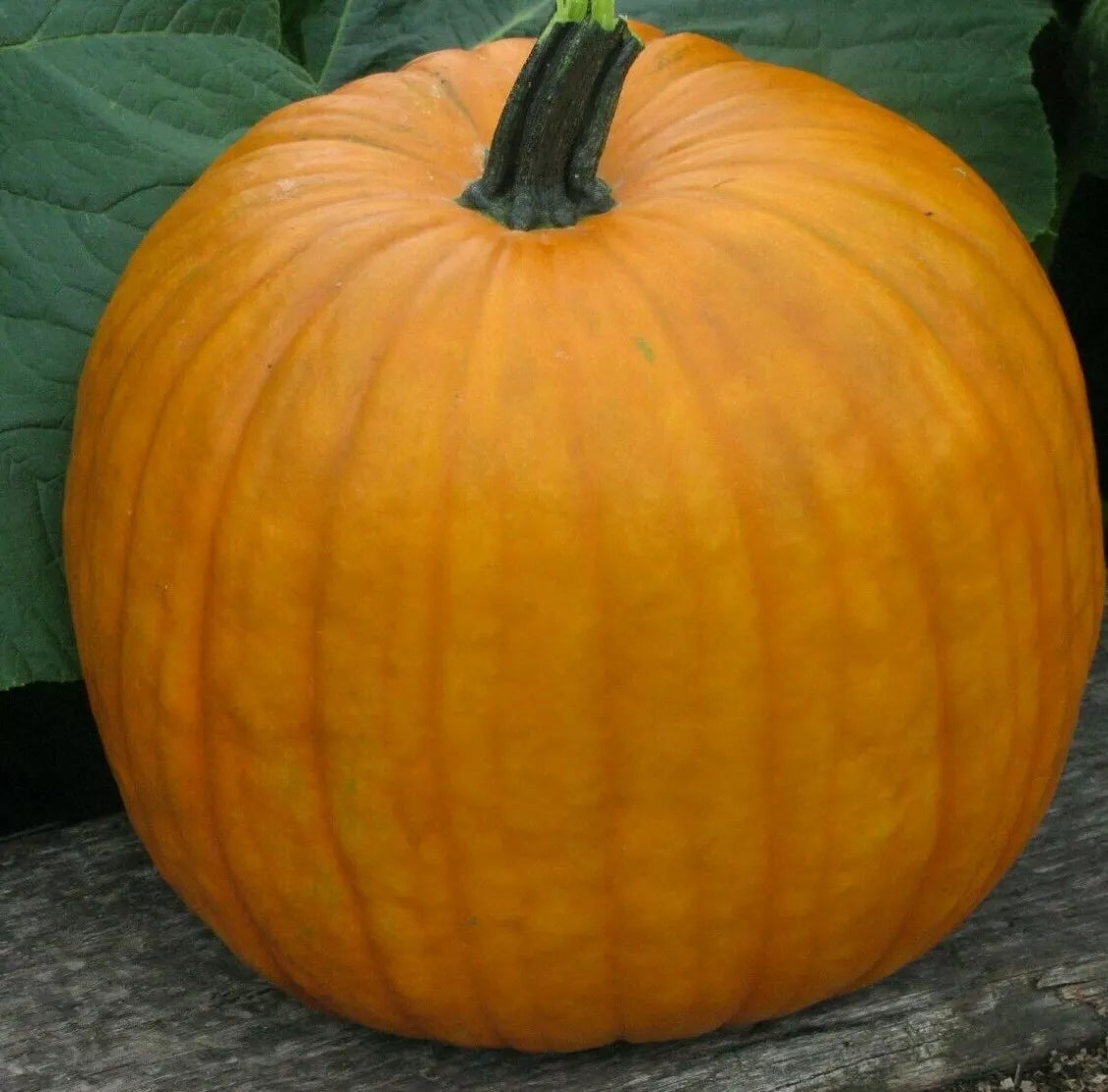 Connecticut Field Pumpkin Seeds 15+ Cucurbita pepo Jack O' Lantern Variety for Halloween and Autumn Decor