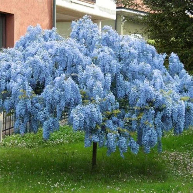 Blue Chinese Wisteria Seeds - 5 Pack Climbing Vine, Wisteria sinensis, Perennial Tropical Flower for Trellises & Fences