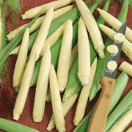 Japanese Hulless White Popcorn Seeds 25 Pack Non-GMO Zea mays everta for Home Garden, Hulless, Fluffy, Edible Popcorn