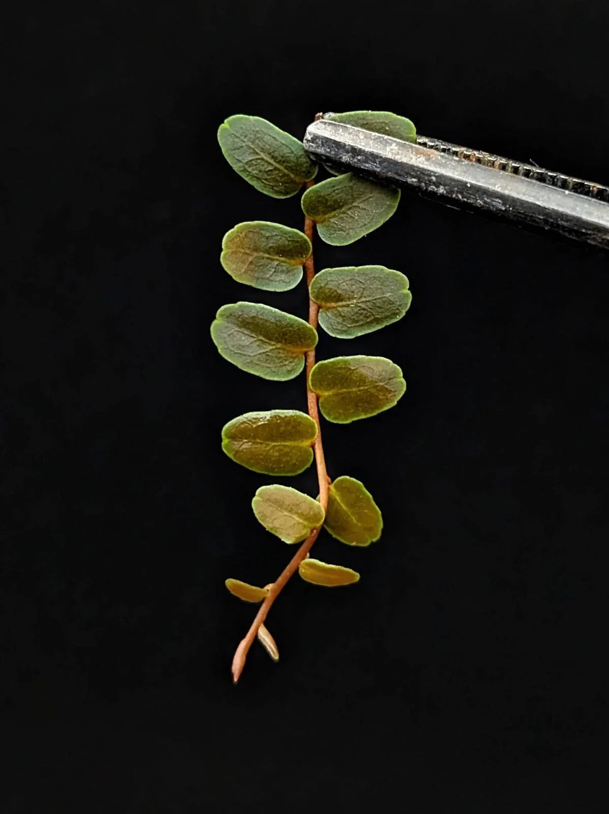 Marcgravia sp Mini Limón Cutting – 10 Leaves Terrarium Plant for Indoor Gardens and Plant Collectors