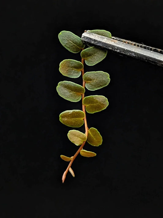 Marcgravia sp Mini Limón Cutting – 10 Leaves Terrarium Plant for Indoor Gardens and Plant Collectors