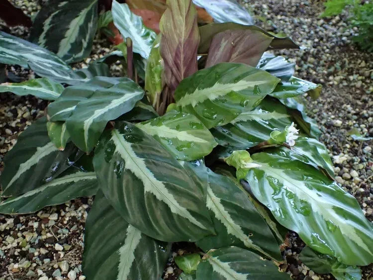 Calathea Seeds - 25+ Undulata Variety for Garden Planting - Tropical Foliage, Indoor & Outdoor Gardening - Calathea undulata