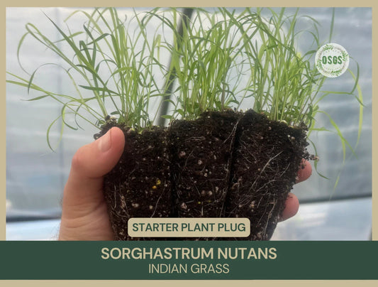 Indian Grass Starter Plant Plug | Sorghastrum nutans Native Grass for Landscaping & Erosion Control