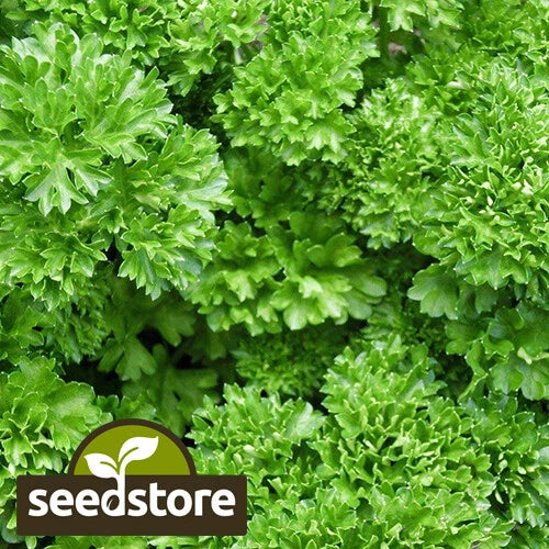 Forest Green Parsley Seeds | Heirloom Non-GMO Herb | Petroselinum crispum | Culinary & Garden Use