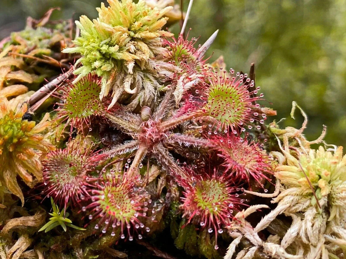 3X Live Drosera Rotundifolia - Round Leaved Sundew - Bare Root Carnivorous Plant - Pest Control Solution