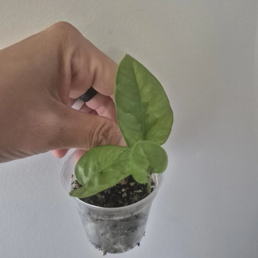 Mystery Pothos Starter Plants in 2-Inch Pot, Variegated Green Foliage, Epipremnum aureum, Indoor Houseplant, Easy Care