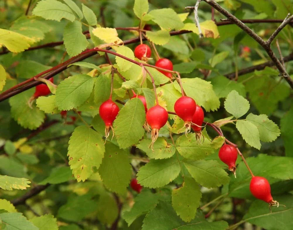 Woods' Rose Seeds 50 Pack - Rosa woodsii - Native Wildflower, Perennial Garden Seeds for Wildlife Habitat