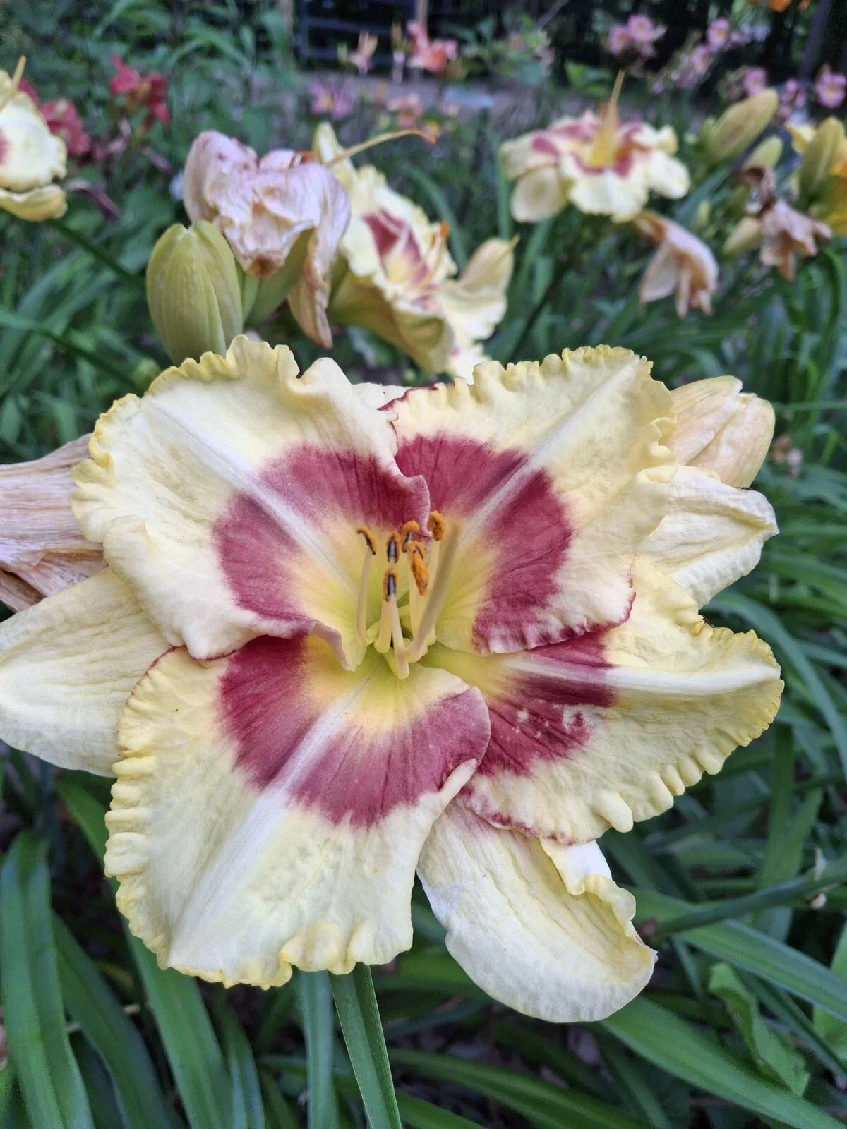 Daylily Live Starter Plant Bareroot Hemerocallis 'Monterrey Jack' Golden-Yellow Perennial