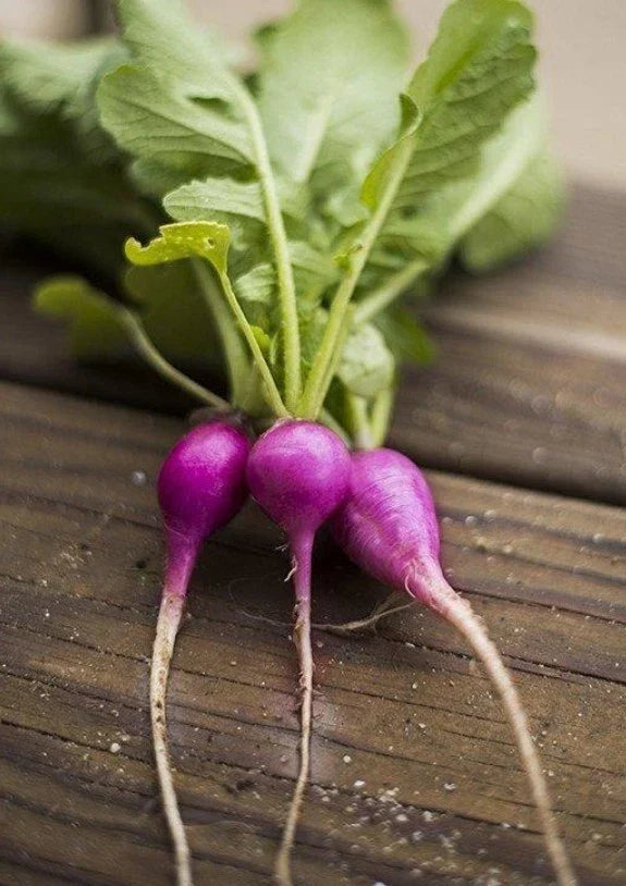 Purple Plum Radish Seeds - 200 Organic Non-GMO Open Pollinated Raphanus sativus for Home Garden, Salad, and Container Growing