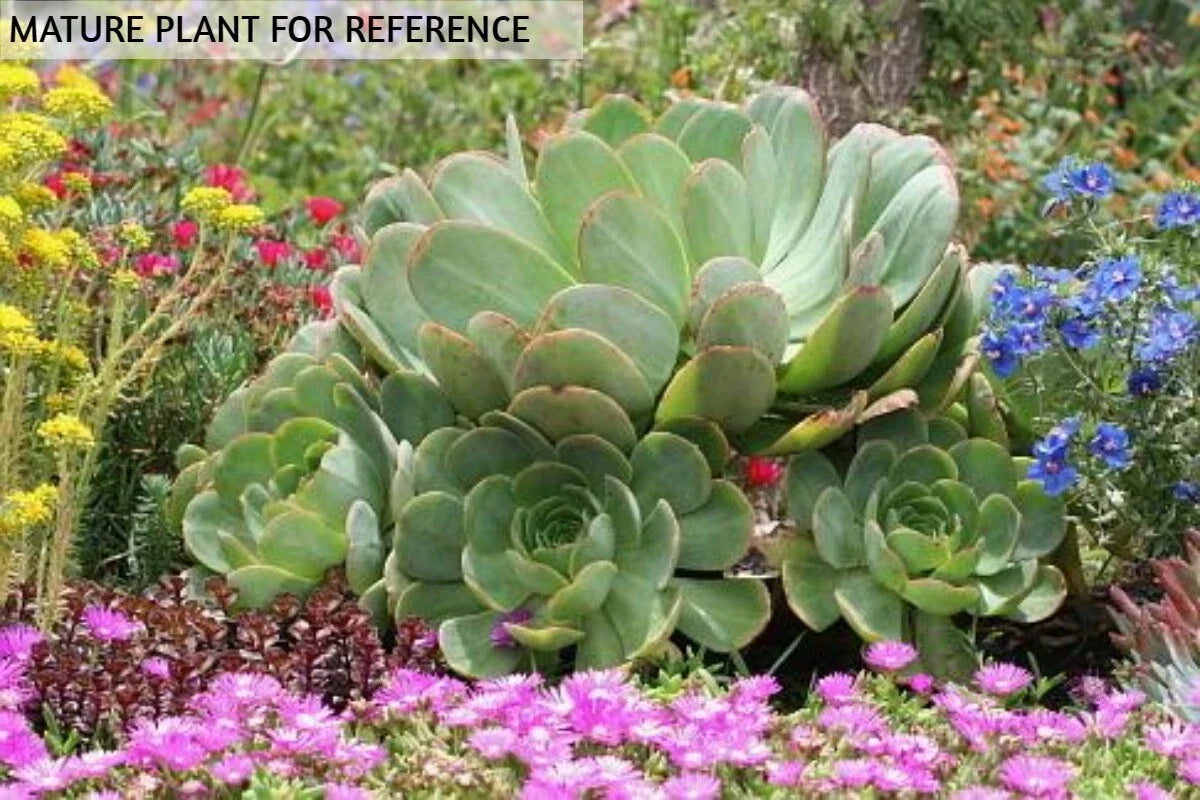 Aeonium Arboreum Green Succulent Cutting - Japanese Cactus Propagation Plant - No Roots, Live Succulent for Gardening