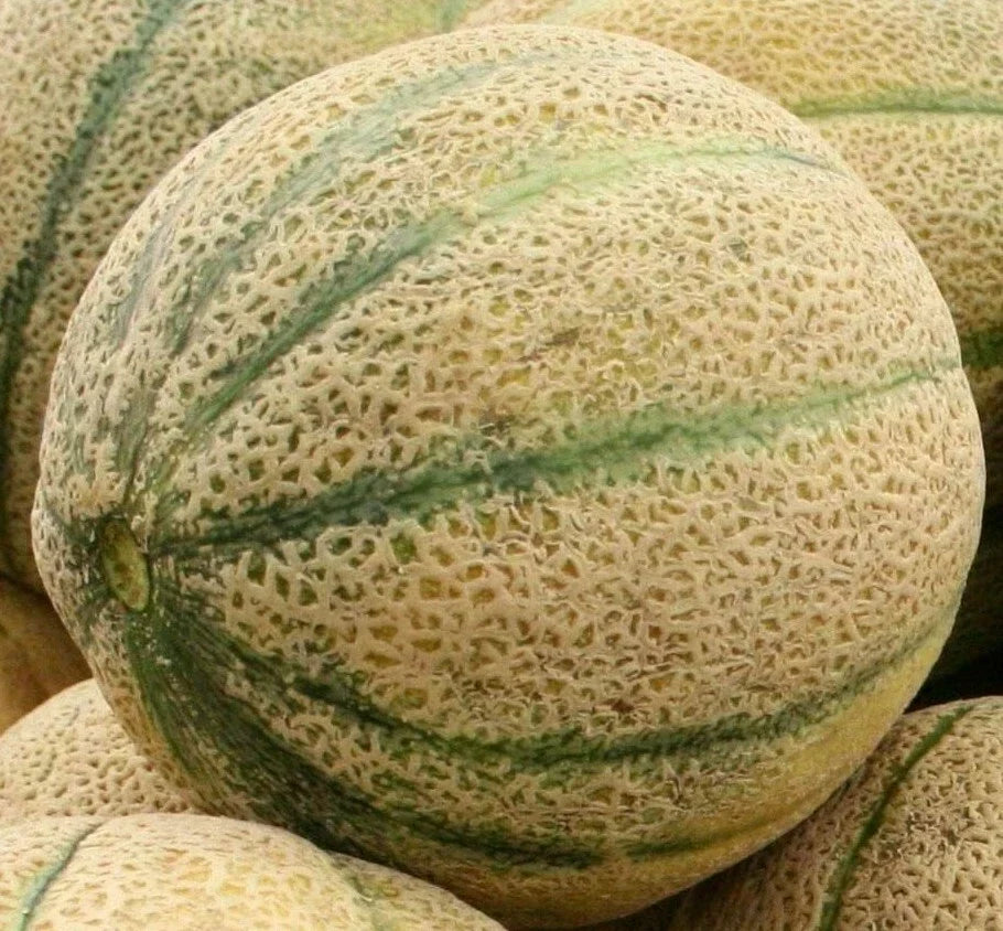 Cantaloupe Seeds 50+ Hale's Best Jumbo Cucumis melo Vining Fruit for Summer Garden