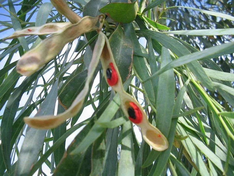 Willow Acacia Seeds - 25 Pack - Acacia Salicina - Weeping Tree for Landscaping, Wildlife, Erosion Control