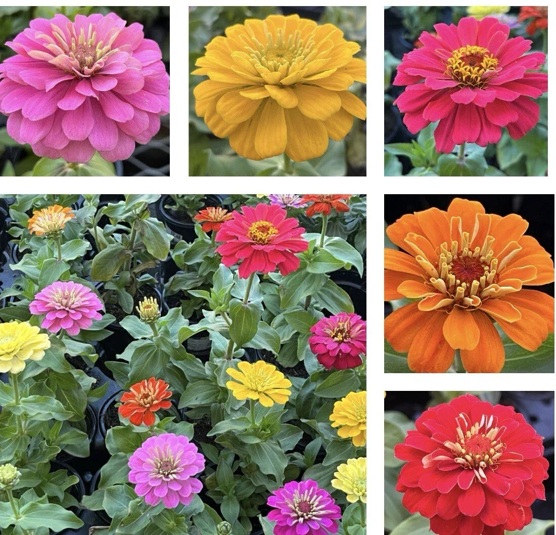 California Giant Zinnia Seeds Pack of 100+ Zinnia elegans Colorful Flowers for Garden Beds & Borders