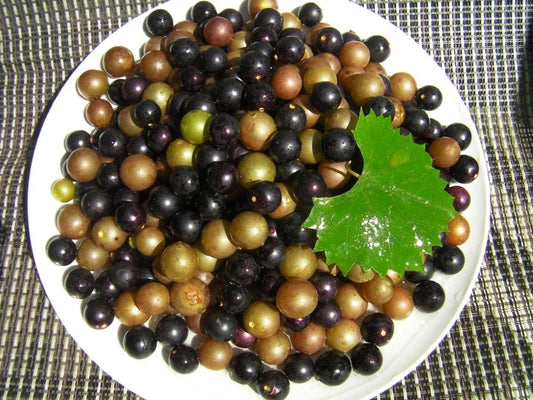 Organic Muscadine Grape Cuttings 20+10 Black Noble Bronze Carlos Vitis rotundifolia for Vineyard, Fresh Eating & Winemaking