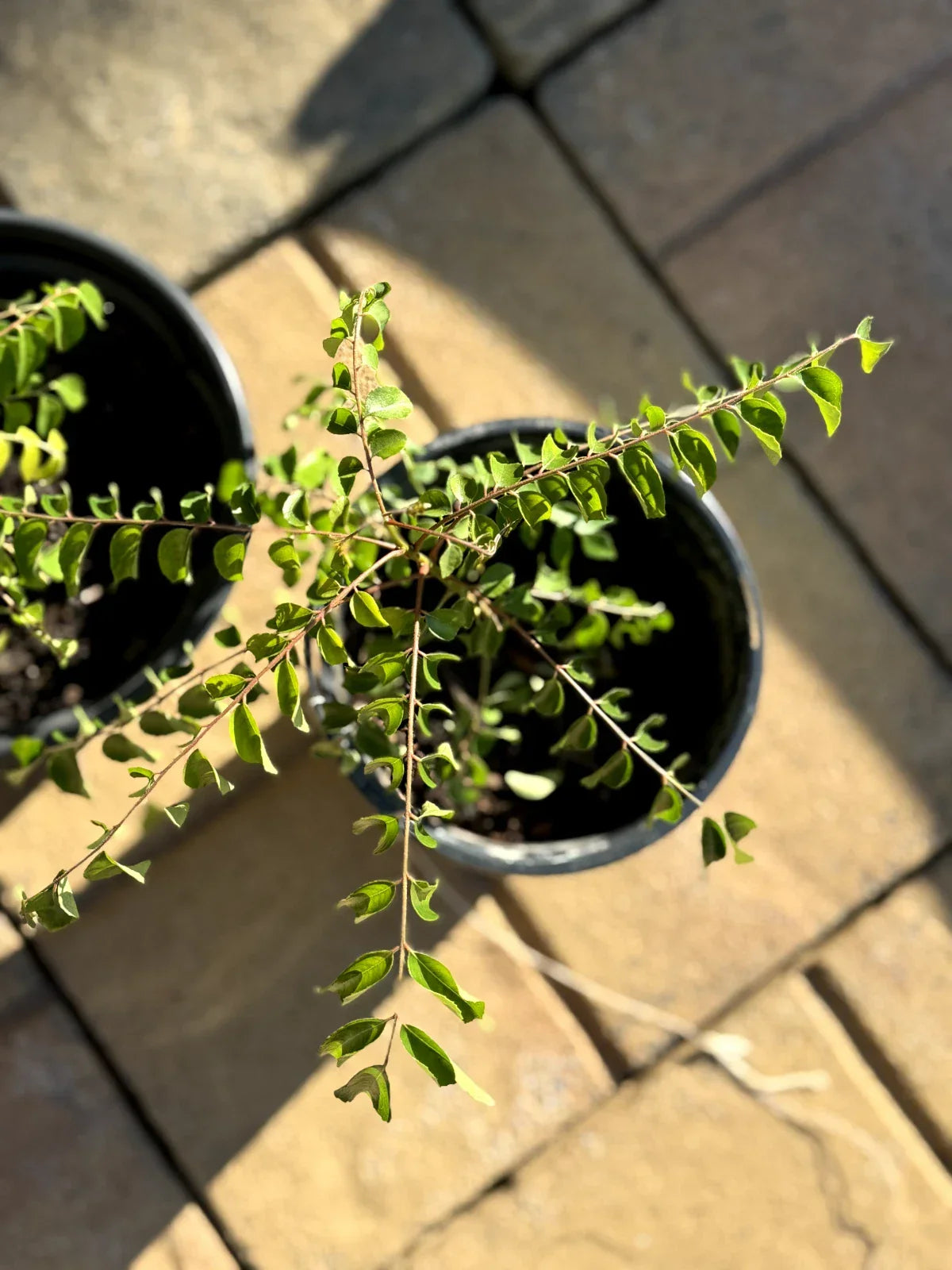 Curry Leaf Plant Bare Root 4-6 Inches Murraya koenigii Aromatic Leaves for Cooking & Garden