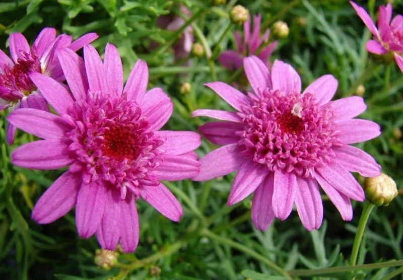 Canary Marguerite Daisy Seeds - 200+ Pack, Argyranthemum frutescens, Bright Yellow Flowers for Garden, Borders & Containers