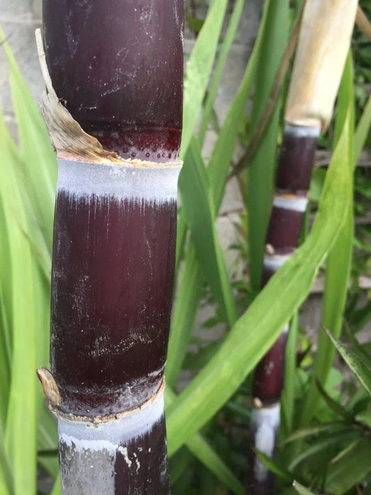 Live Sugarcane Plant Cuttings – Organic Purple Saccharum officinarum for Home Gardening and Cultivation