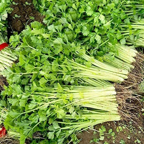 Chinese Light Green Celery Seeds Packet | Heirloom Non-GMO Apium graveolens for Organic Vegetable Gardening