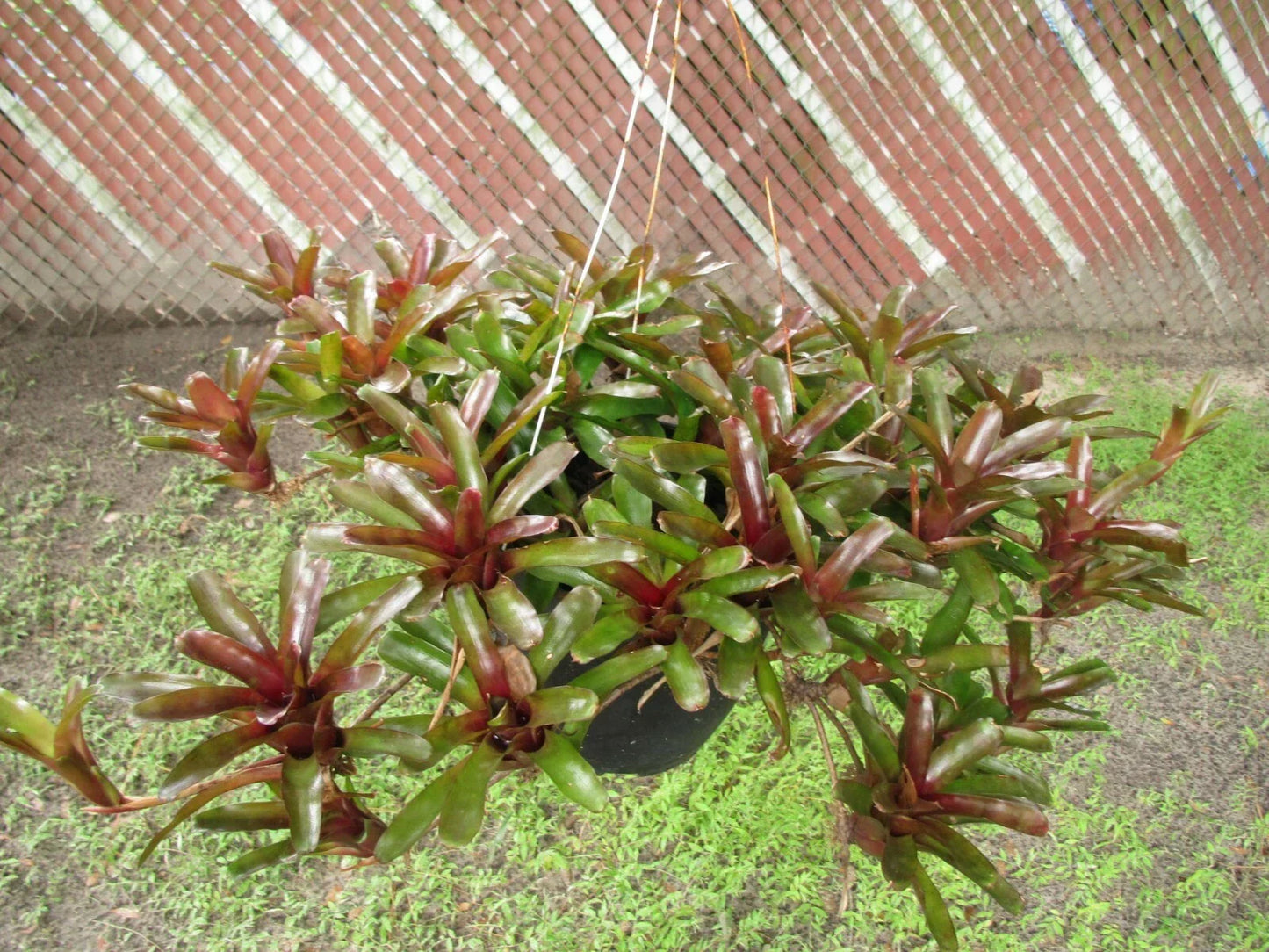 Branching Neoregelia Bromeliad Pack of 3 – Green and Dark Red Tropical Indoor Plant, Neoregelia spp.