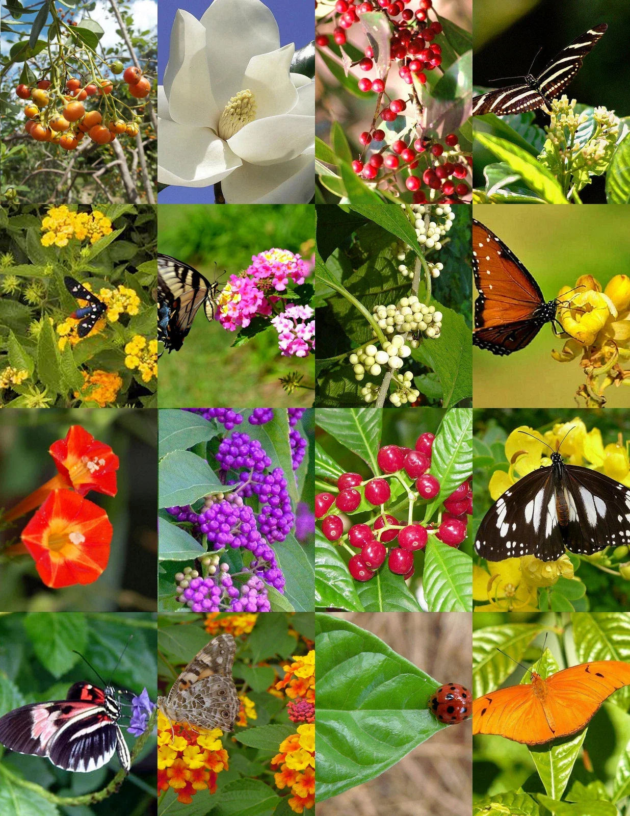 Butterfly Garden Mix Seed Pack – 500 Wildflower Seeds for Attracting Butterflies & Pollinators – Native Wildflower Blend for Gardens