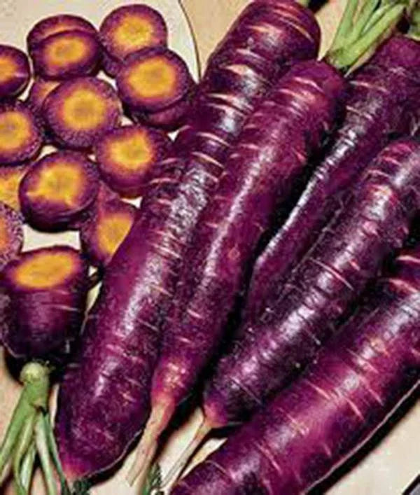 Purple Haze Carrot Seeds - 500+ Non-GMO Hybrid Daucus carota for Sweet, Tasty, and Vibrant Purple Roots
