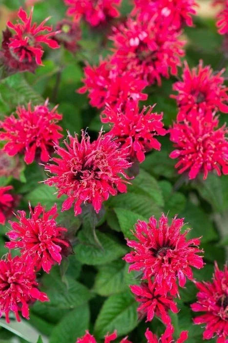 Bee Balm Live Plant 4" Pot 'Bee Happy' Monarda Red Flowers Perennial Garden Plant Monarda didyma