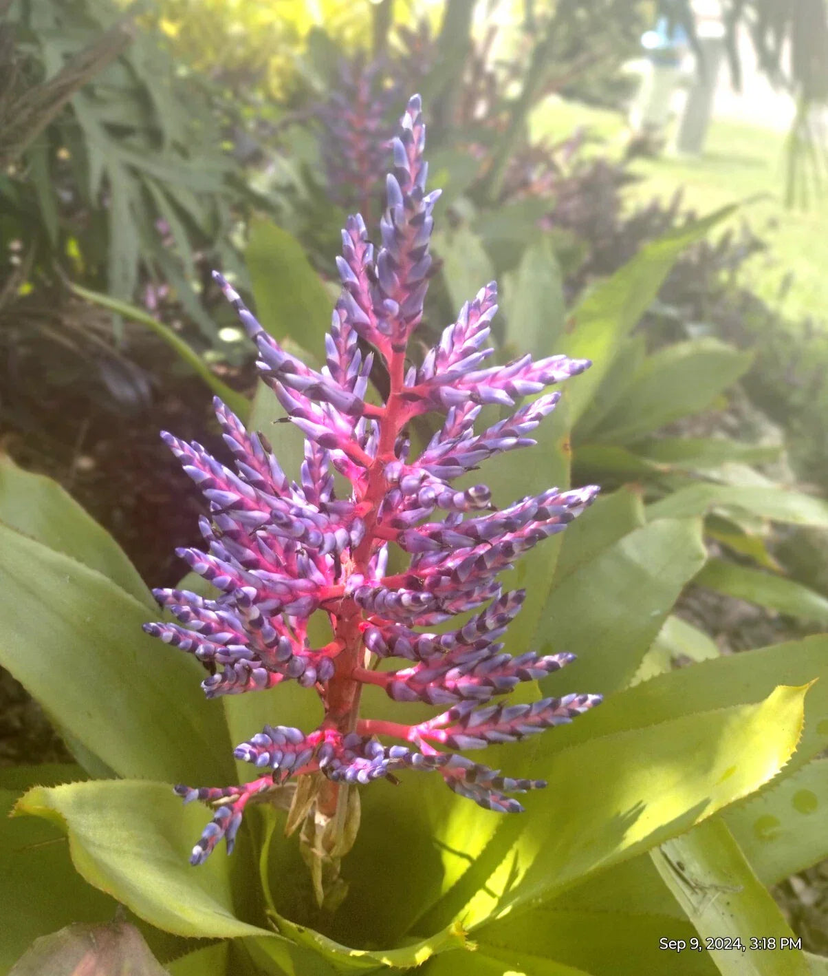 Aechmea Blue Tango Bromeliad Plant Offshoot – Tropical Indoor Houseplant – Unique Aechmea 'Blue Tango' – Vibrant Blue and Pink Colors