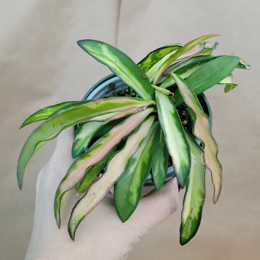 Hoya Kentiana Wayetii Variegated Live Plant in 4" Pot, Rare Exotic Indoor Houseplant, Variegated Hoya, Unique Foliage, Easy Care