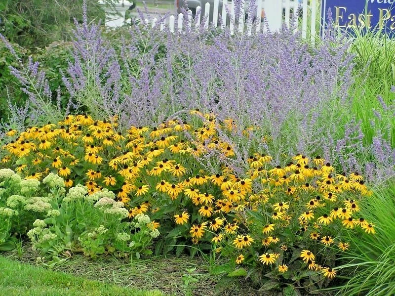 Brown Eyed Susan Seeds - Rudbeckia hirta Perennial Wildflower - Bushy Coneflower Seeds for Pollinator Gardens, 201+ Seeds