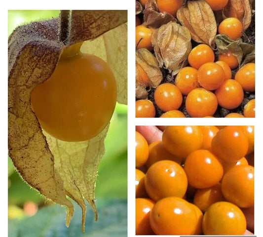 Hawaiian Giant Poha Berry Seeds - 100+ Physalis Peruviana, Golden Ground Cherry, Edible Fruit, Non-GMO, Home Garden Planting