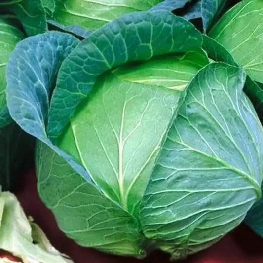 Heirloom Danish Ballhead Cabbage Seeds – Non-GMO, 1000+ Premium Brassica oleracea var. capitata Seeds for Home Garden & Farming