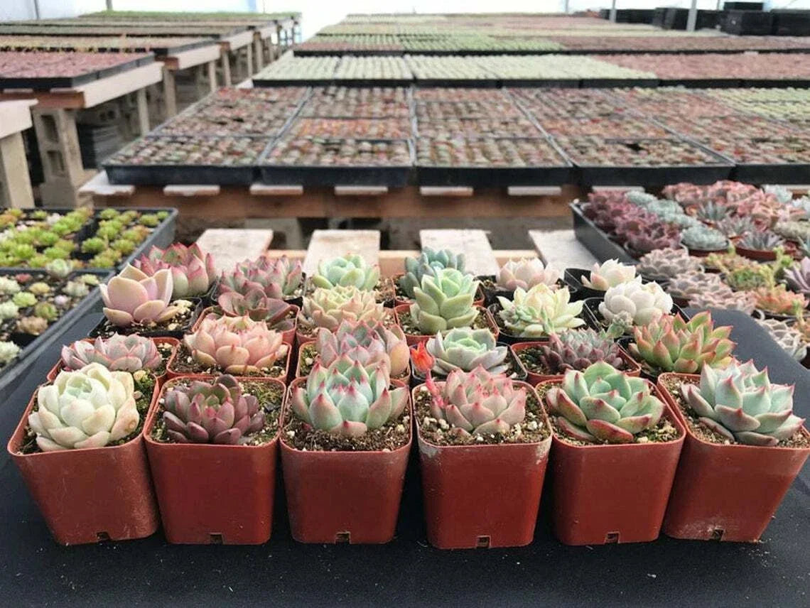 Assorted Echeveria Succulent Plants - 70 Pack, Rosette Form, Rooted in 2-Inch Planters, Indoor & Outdoor, Drought-Resistant, Giftable