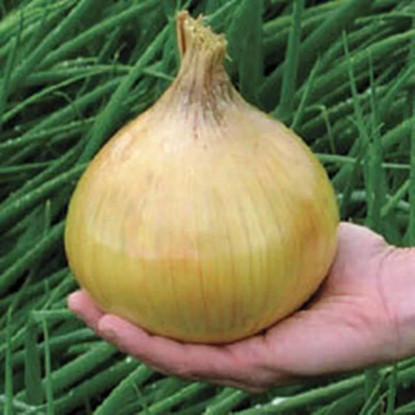 Ailsa Craig Onion Seeds - 25 Non-GMO Allium cepa for Home Gardening & Exhibition Bulb-Forming