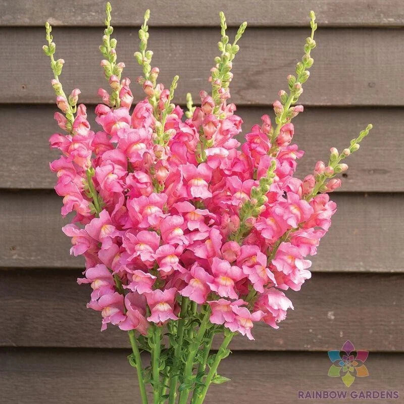 Snapdragon Seeds 1000+ Costa Rose II Antirrhinum majus Non-GMO Garden Planting USA